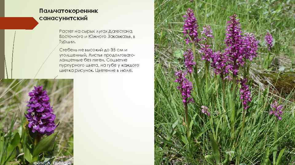 Пальчатокоренник санасунитский Растет на сырых лугах Дагестана, Восточного и Южного Закавказья, в Турции. Стебель