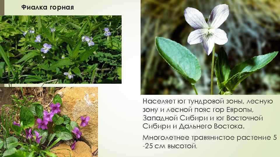 Фиалка горная Населяет юг тундровой зоны, лесную зону и лесной пояс гор Европы, Западной