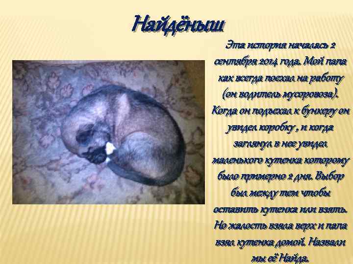 Найдёныш Эта история началась 2 сентября 2014 года. Мой папа как всегда поехал на