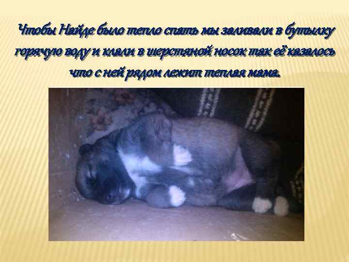 Чтобы Найде было тепло спать мы заливали в бутылку горячую воду и клали в