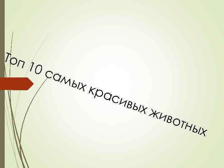 Топ 10 с ам ых к р аси в ых ж иво т ных