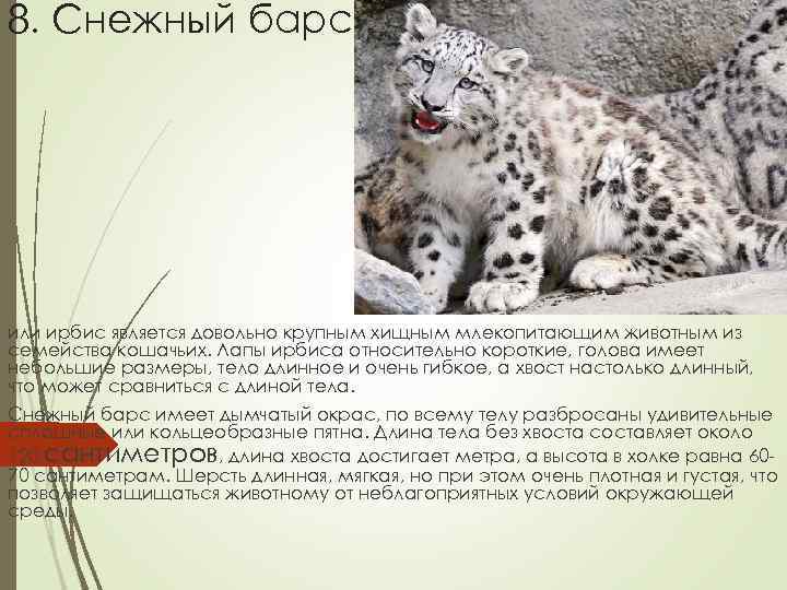 8. Снежный барс или ирбис является довольно крупным хищным млекопитающим животным из семейства кошачьих.