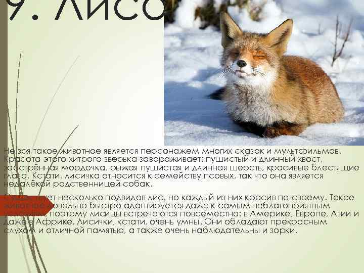 9. Лиса. Не зря такое животное является персонажем многих сказок и мультфильмов. Красота этого