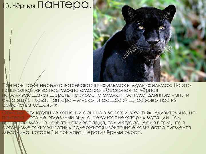 10. Чёрная пантера. Пантеры тоже нередко встречаются в фильмах и мультфильмах. На это грациозное