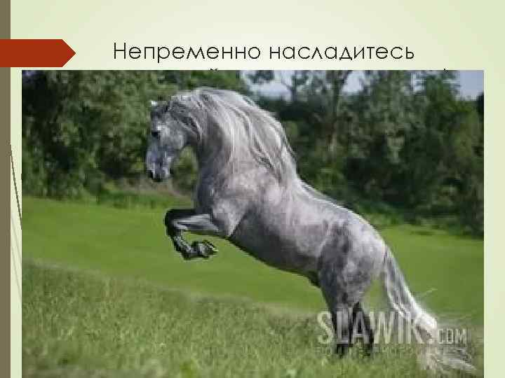 Непременно насладитесь красотой всех этих животных! 