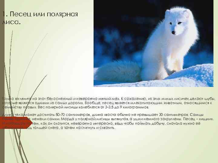 1. Песец или полярная лиса. Только взгляните на этот белоснежный и невероятно мягкий мех.