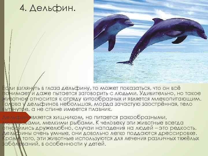 4. Дельфин. Если взглянуть в глаза дельфину, то может показаться, что он всё понимает