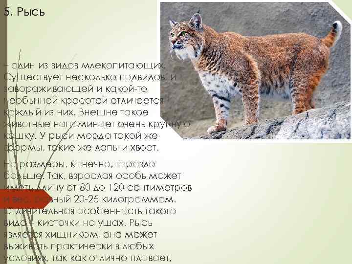 5. Рысь – один из видов млекопитающих. Существует несколько подвидов, и завораживающей и какой-то