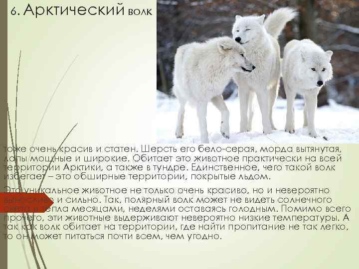 6. Арктический волк тоже очень красив и статен. Шерсть его бело-серая, морда вытянутая, лапы