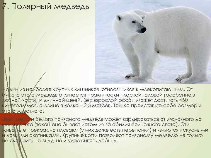7. Полярный медведь – один из наиболее крупных хищников, относящихся к млекопитающим. От бурого