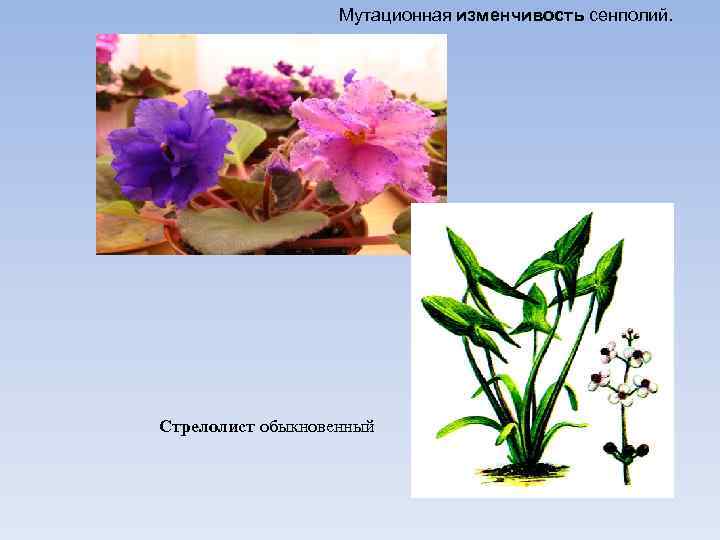 Мутационная изменчивость сенполий. Стрелолист обыкновенный 