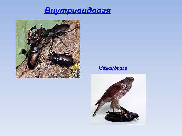 Внутривидовая Межвидовая 