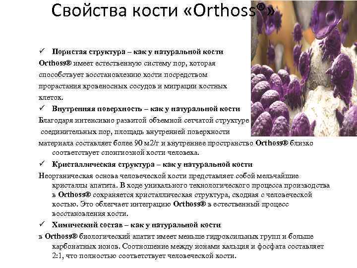 Свойства кости «Orthoss®» ü Пористая структура – как у натуральной кости Orthoss® имеет естественную