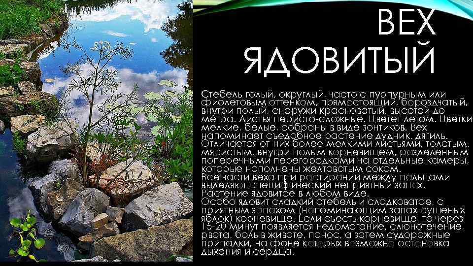 ВЕХ ЯДОВИТЫЙ Стебель голый, округлый, часто с пурпурным или фиолетовым оттенком, прямостоящий, бороздчатый, внутри