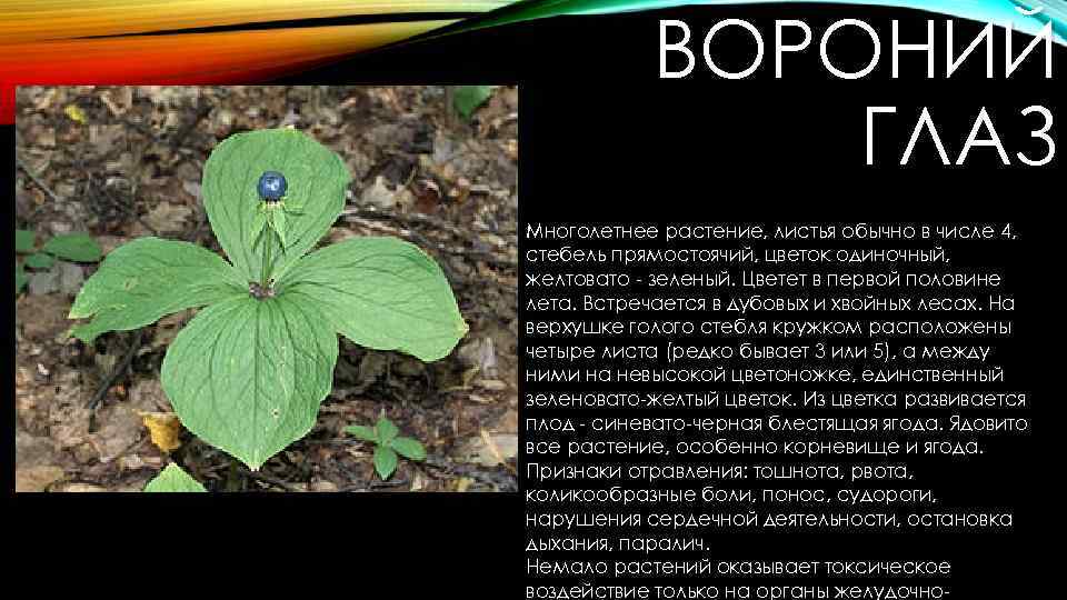 Проект вороний глаз