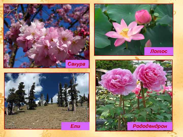 Лотос Сакура Ели Рододендрон 