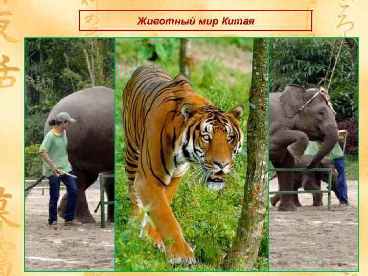 Животный мир Китая 