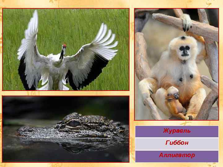 Журавль Гиббон Аллигатор 