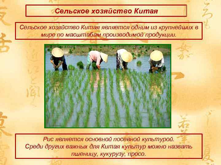 Сельское хозяйство Китая является одним из крупнейших в мире по масштабам производимой продукции. Рис