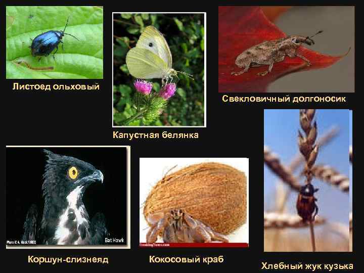 Листоед ольховый Свекловичный долгоносик Капустная белянка Коршун-слизнеяд Кокосовый краб Хлебный жук кузька 
