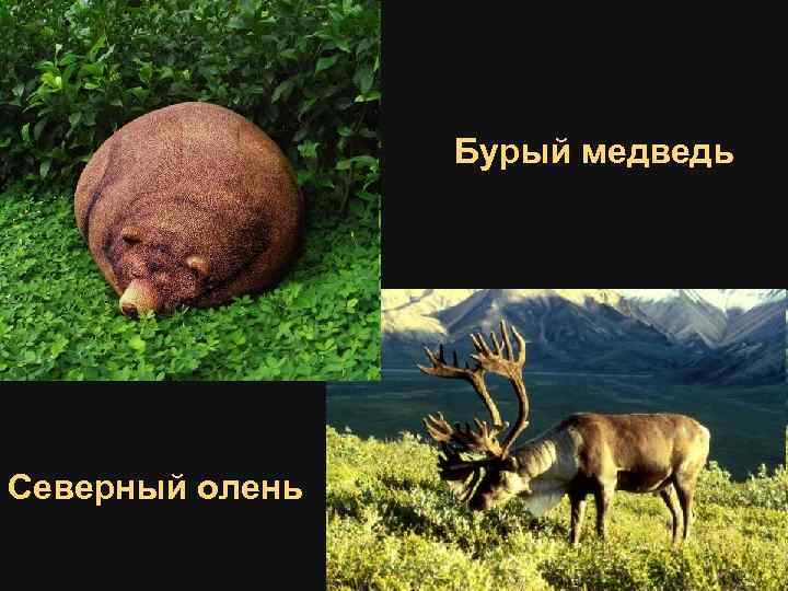 Бурый медведь Северный олень 