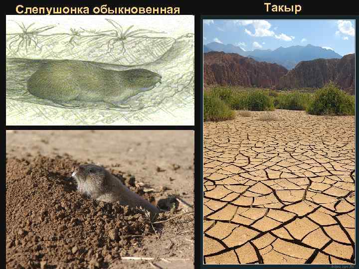 Слепушонка обыкновенная Такыр 