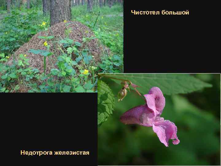 Чистотел большой Недотрога железистая 