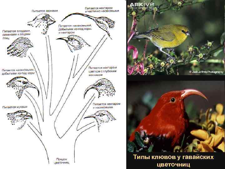 Типы клювов у гавайских цветочниц 