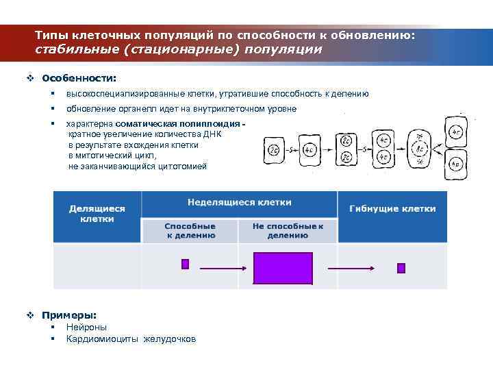 Типы клеточных популяций по способности к обновлению: стабильные (стационарные) популяции v Особенности: § высокоспециализированные