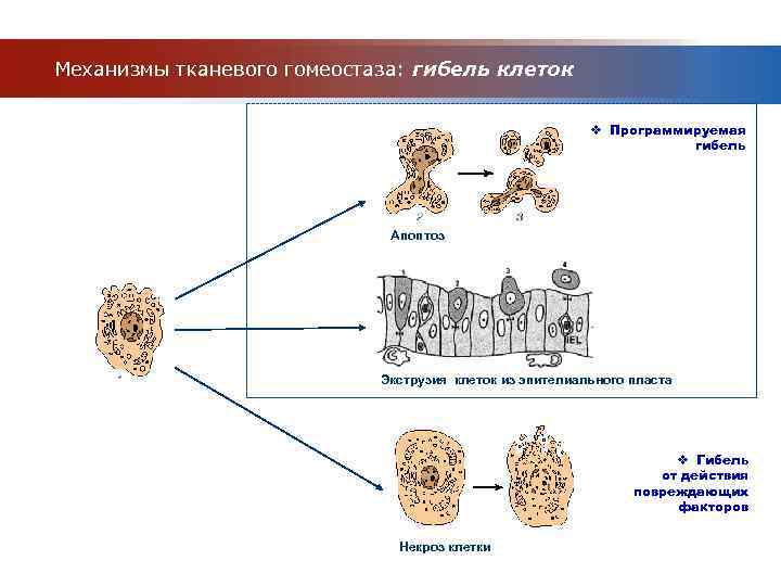 Механизмы гомеостаза