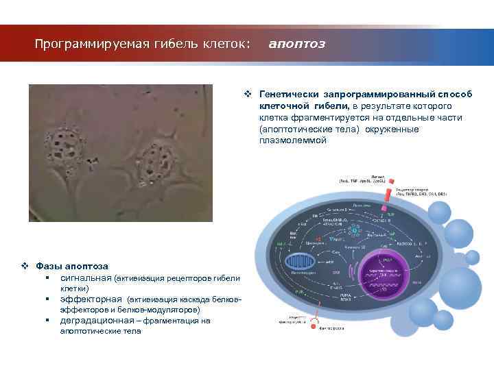 Нарисуйте схему гибели клеток мишеней по механизму апоптоза