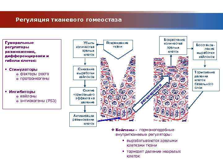 Регуляция тканевого гомеостаза Гуморальные регуляторы размножения, дифференцировки и гибели клеток: Убыль количества зрелых клеток