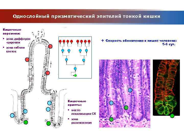 Однослойный призматический эпителий тонкой кишки Кишечные ворсинки: § зона дифферен -цировки v Скорость обновления