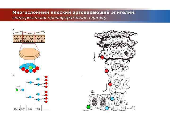 Многослойный плоский орговевающий эпителий: эпидермальная пролиферативная единица 