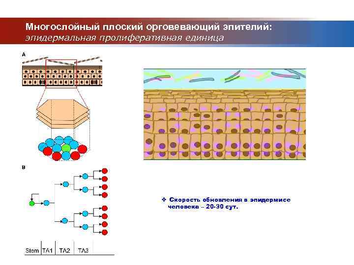 Многослойный плоский орговевающий эпителий: эпидермальная пролиферативная единица v Скорость обновления в эпидермисе человека –