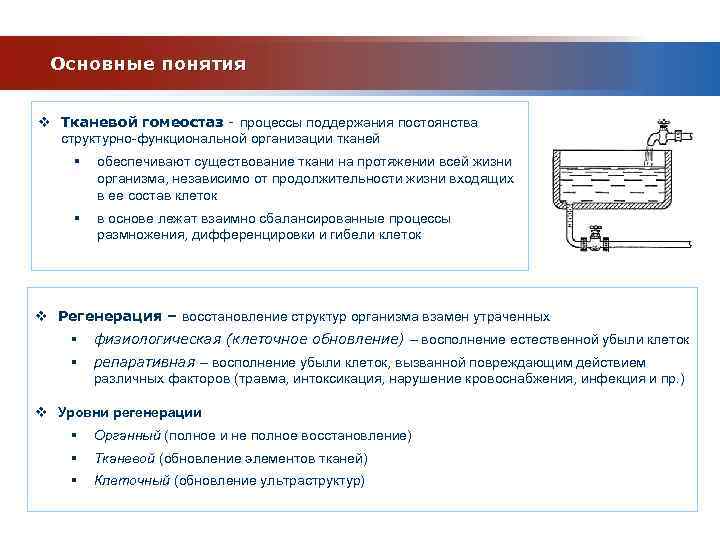 Основные понятия v Тканевой гомеостаз - процессы поддержания постоянства структурно-функциональной организации тканей § обеспечивают