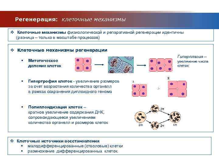 Регенерация физиологическая и патологическая презентация