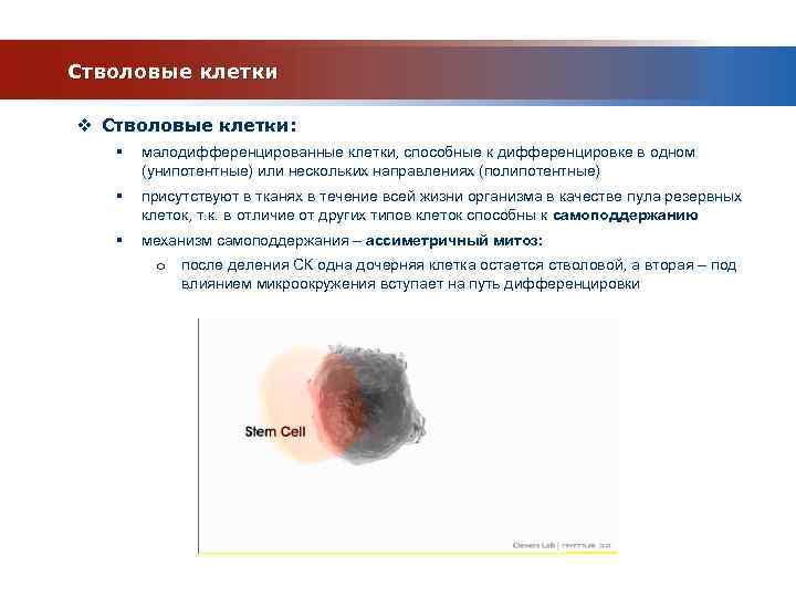 Стволовые клетки гистология презентация