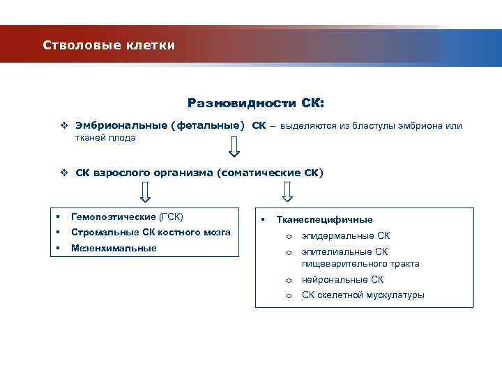 Стволовые клетки Разновидности СК: v Эмбриональные (фетальные) СК – выделяются из бластулы эмбриона или