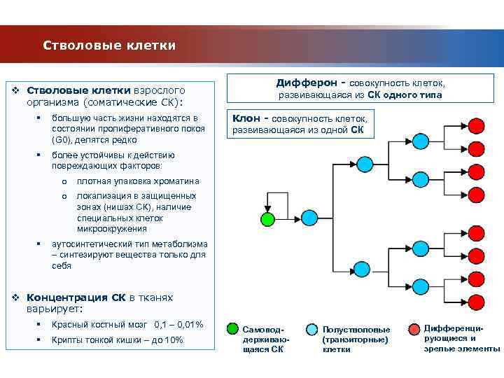 Стволовые клетки v Стволовые клетки взрослого организма (соматические СК): § большую часть жизни находятся