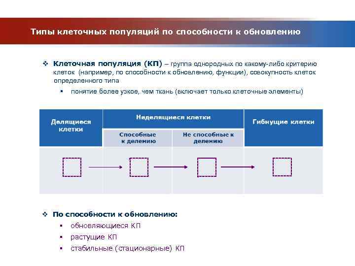 Типы клеточных популяций по способности к обновлению v Клеточная популяция (КП) – группа однородных