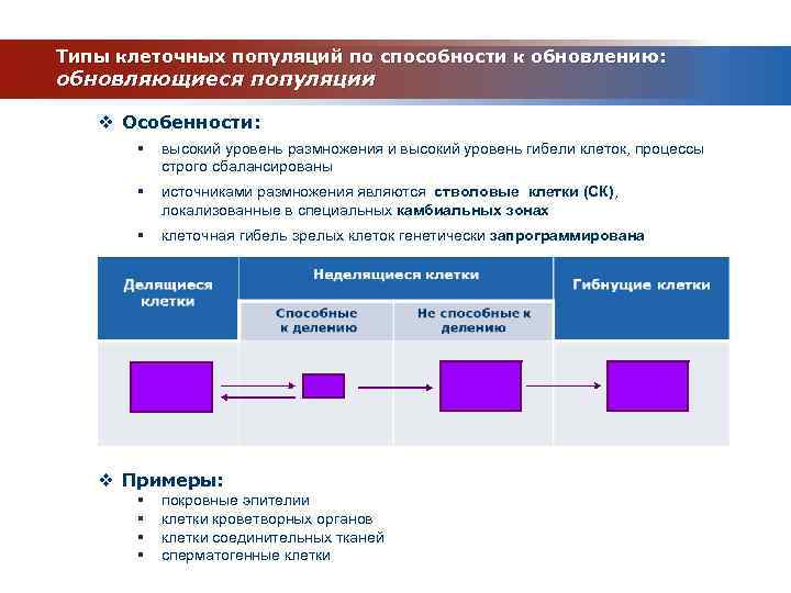 Типы клеточных популяций по способности к обновлению: обновляющиеся популяции v Особенности: § высокий уровень