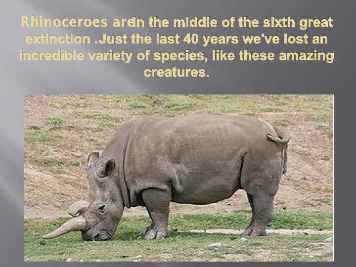 Rhinoceroes arein the middle of the sixth great extinction. Just the last 40 years