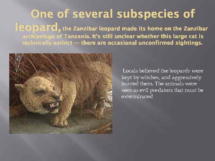 One of several subspecies of leopard, the Zanzibar leopard made its home on the