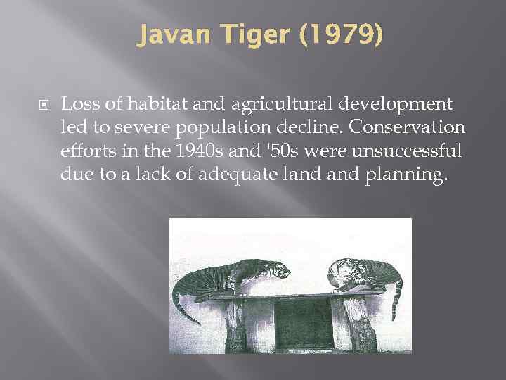 Javan Tiger (1979) Loss of habitat and agricultural development led to severe population decline.