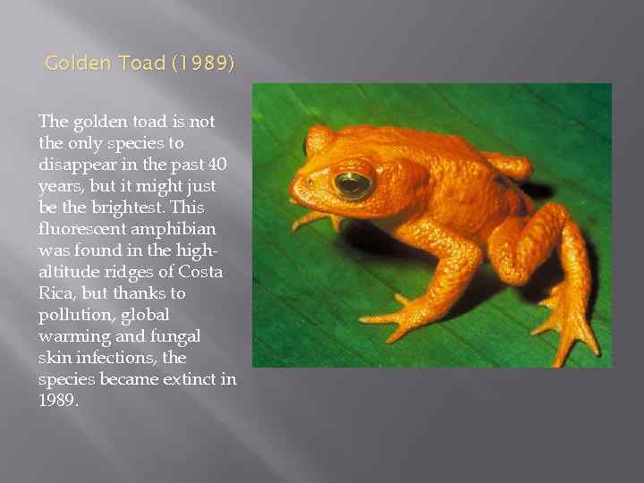  Golden Toad (1989) The golden toad is not the only species to disappear