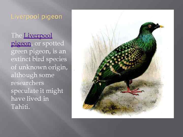 Liverpool pigeon The Liverpool pigeon, or spotted green pigeon, is an extinct bird species