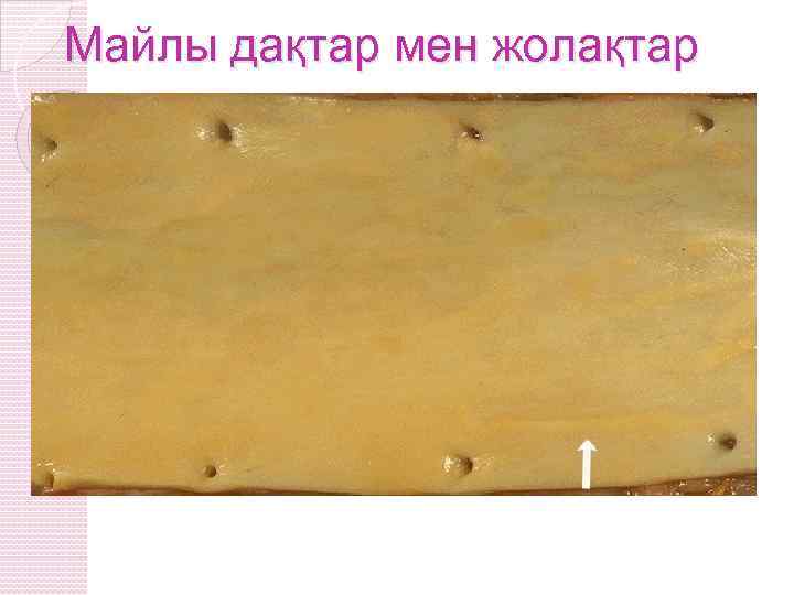 Майлы дақтар мен жолақтар 