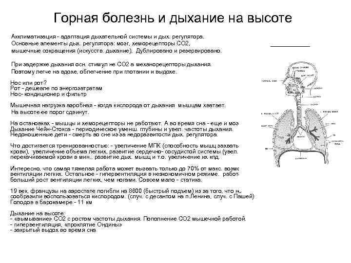Горная болезнь и дыхание на высоте Акклиматизация - адаптация дыхательной системы и дых. регулятора.