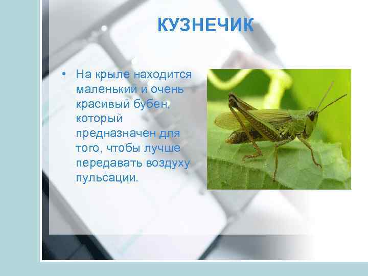 КУЗНЕЧИК • На крыле находится маленький и очень красивый бубен, который предназначен для того,